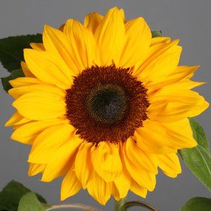 Meet your Posher, Naomi